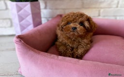 Maltipoo dogs for sale: Beautiful Best Friends Maltipoo toy puppies - Image 19