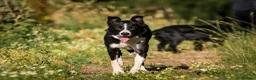 Mixed Breed dogs for sale: Adorable Cocker x Border Collie - Advert 4