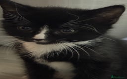 Domestic Shorthair cats for sale: Adorable 6WeekOld Kittens Looking for Loving Home. - Image 4