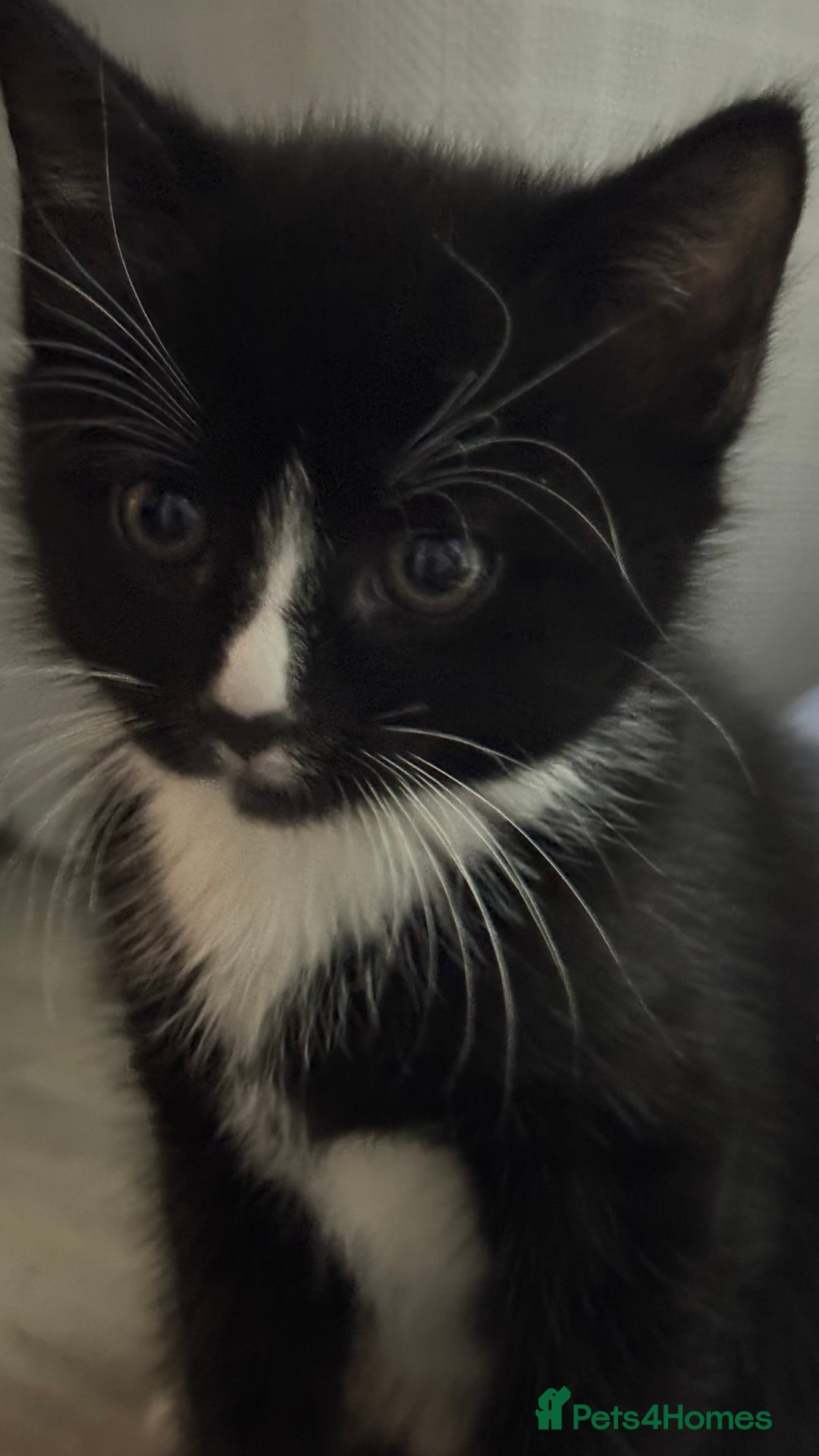 Domestic Shorthair cats for sale: Adorable 6WeekOld Kittens Looking for Loving Home. - Image 4