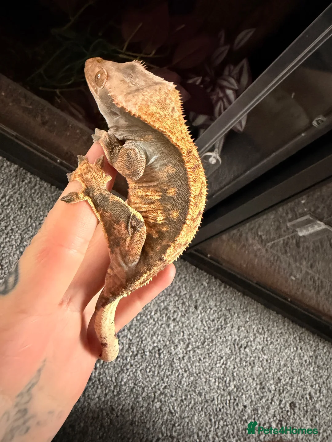 Gecko reptiles for sale: Breeding pair crested geckos - Advert 4