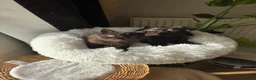 Exotic cats for sale: PET REGISTERED EXOTIC KITTENS  - Advert 6