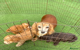 Cockapoo dogs for sale: Cockapoo puppies f1 - Image 9
