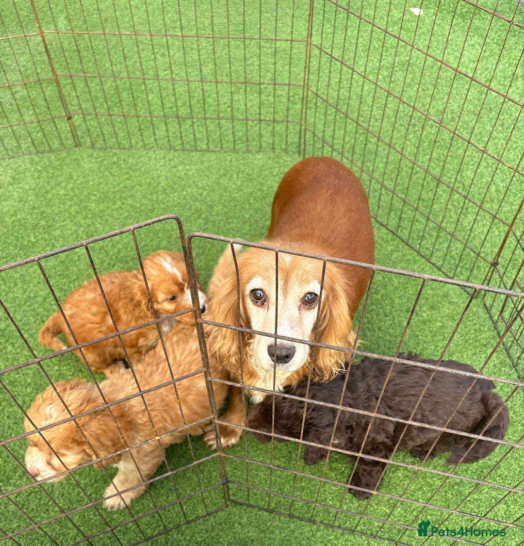Cockapoo dogs for sale: Cockapoo puppies f1 - Image 9
