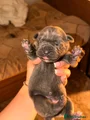 Cane Corso Puppy 10