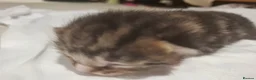 Mixed Breed cats for sale: Four adorable kitten - one boy and three girls - Advert 6