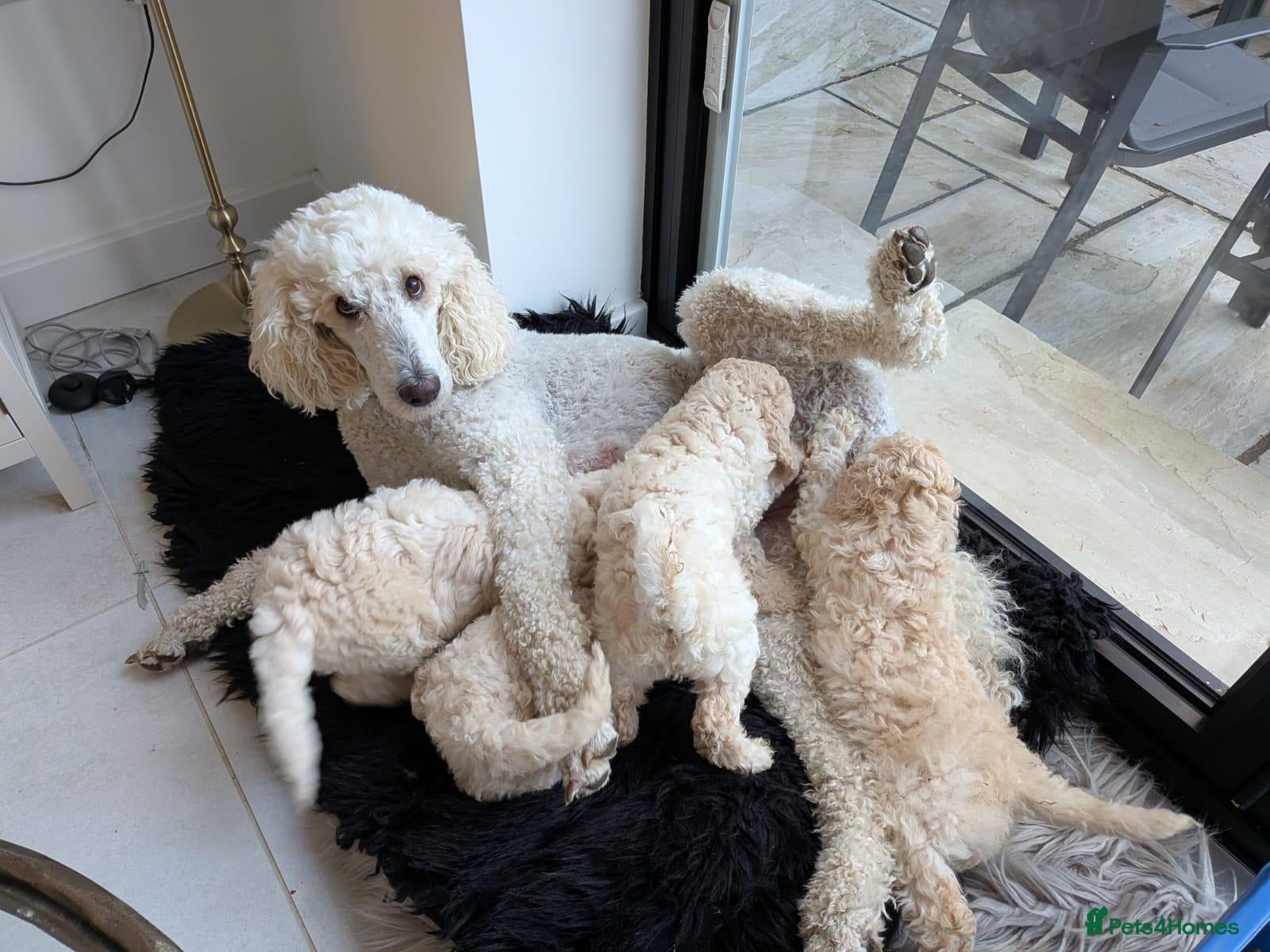 Standard Poodle dogs for sale: Standard poodle  - Advert 14