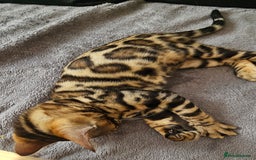 Bengal cats for sale: Bengal kittens  - Image 9