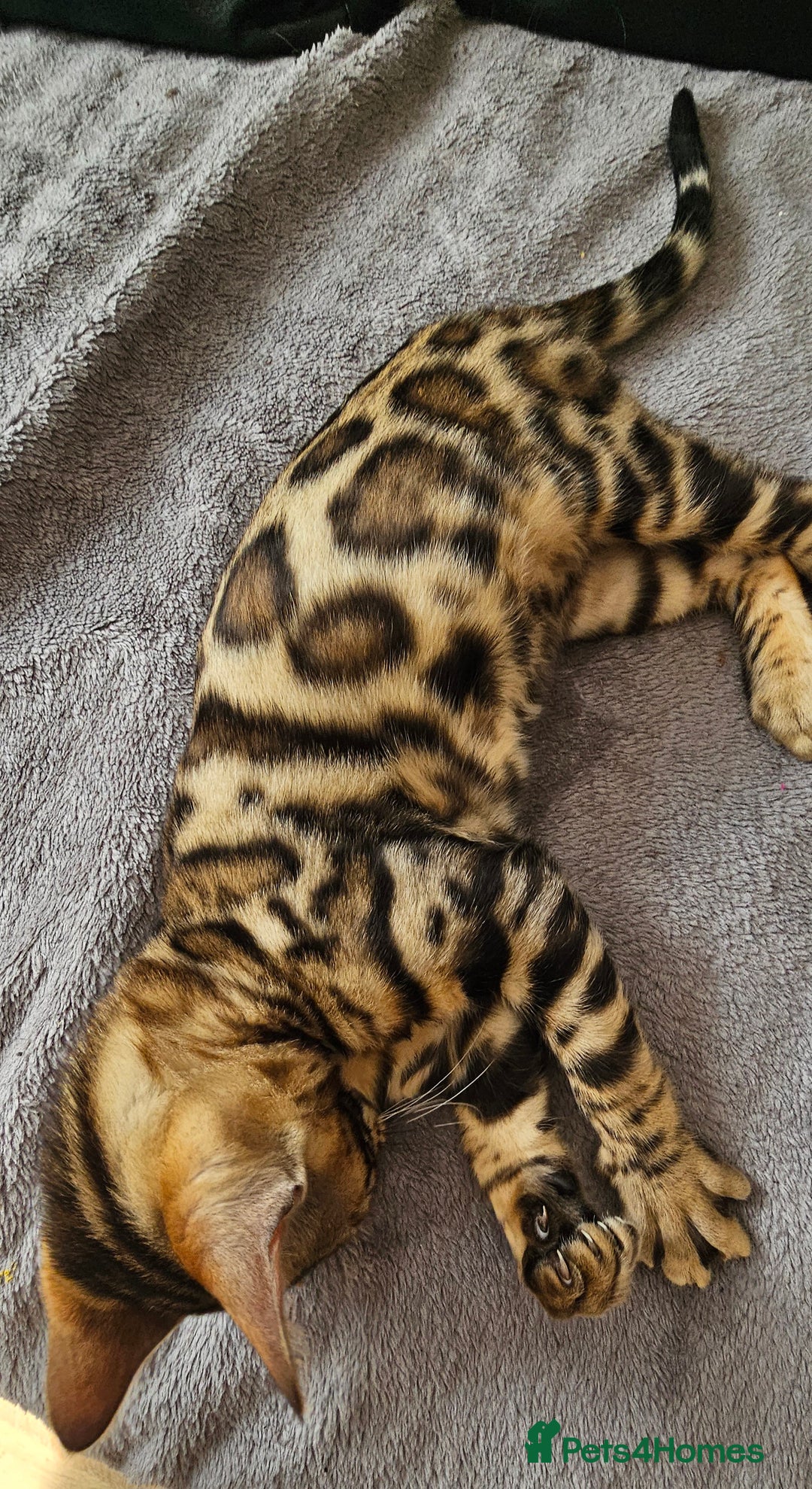 Bengal cats for sale: Bengal kittens  - Image 9