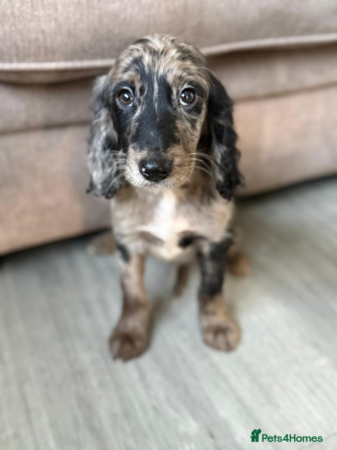 Cockapoo dogs for sale: F1 mixed coloured Cockapoo puppies - Advert 6