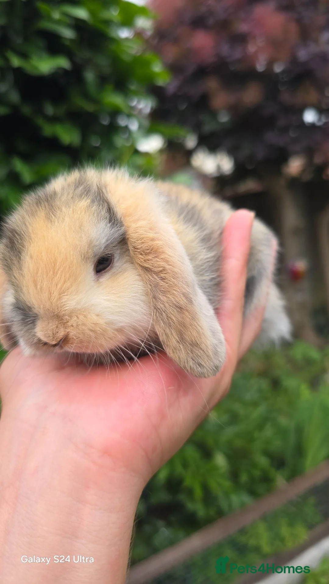 Mini Lop rabbits for sale: Rabits - Advert 23