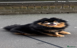 Pomeranian dogs for stud: Pomeranian for Stud - Advert 2