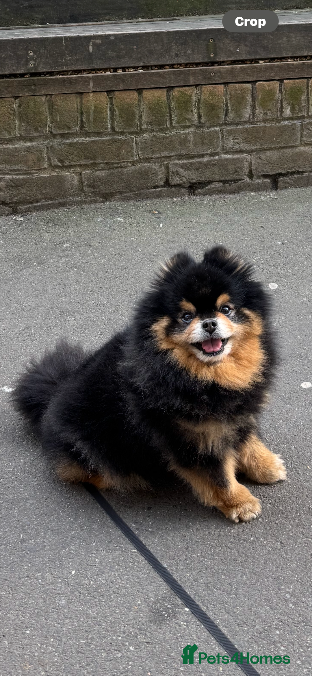 Pomeranian dogs for stud: Pomeranian for Stud - Advert 2