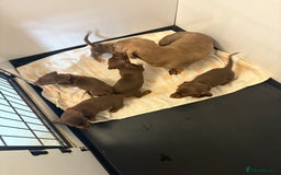 Miniature Dachshund dogs for sale: 🤩 3 Kc mini dachshund 🤩 - Advert 13