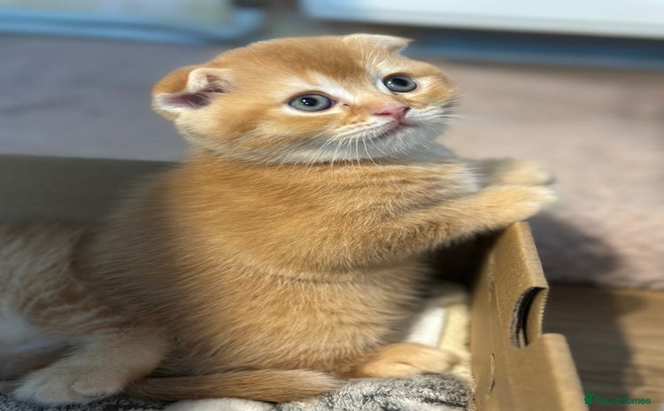 Scottish Fold cats - Advert 20