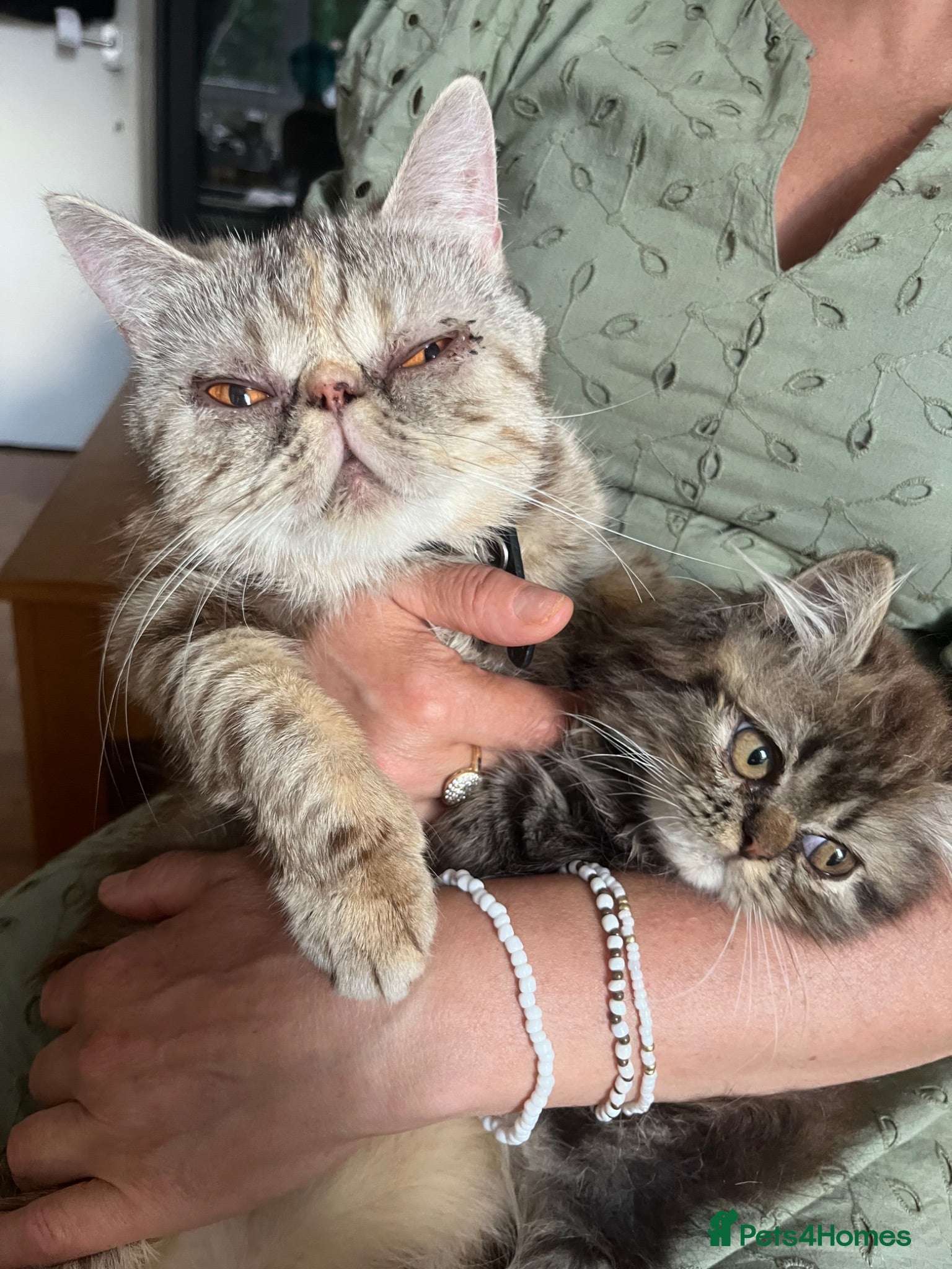 British Longhair cats Adorable Fluffy Kitten 🐾 - Advert 6