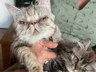 British Longhair cats Adorable Fluffy Kitten 🐾 - Advert 6