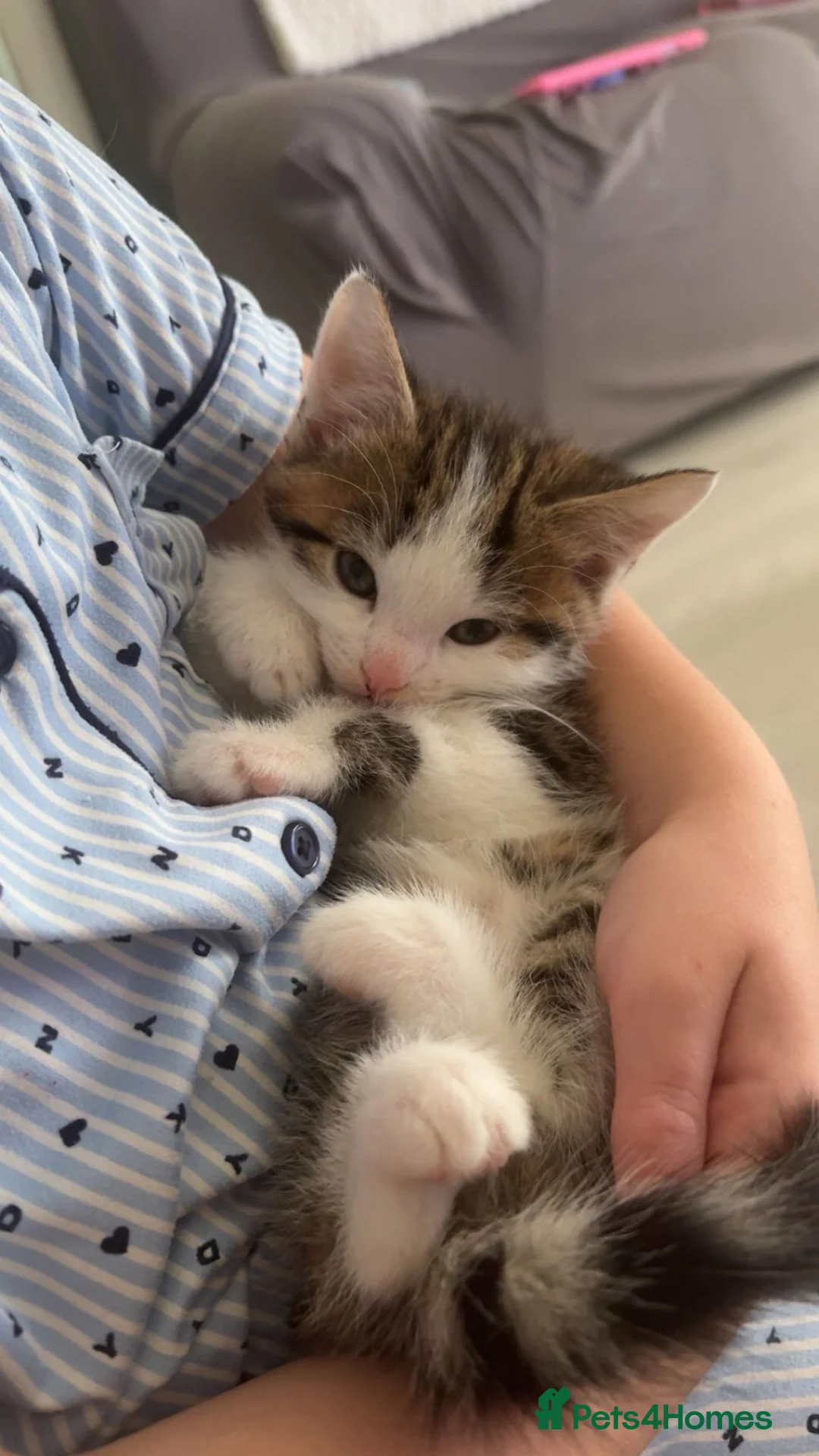 Mixed Breed cats for sale: Mixed breed kittens  - Advert 6