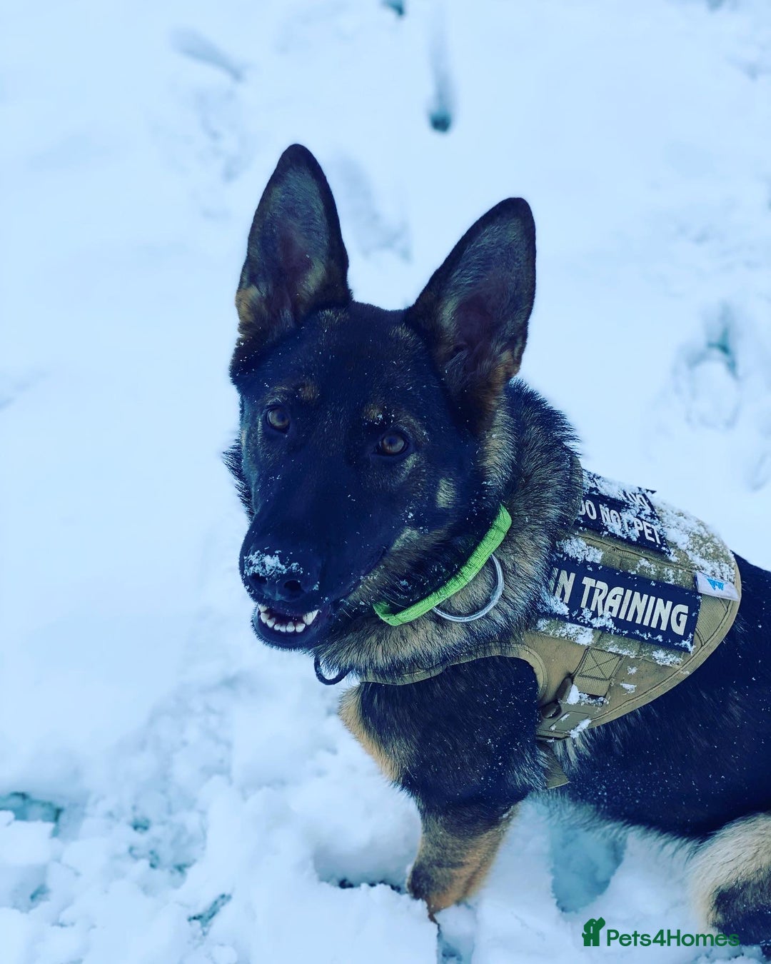 German Shepherd dogs for sale: For sale - Advert 7