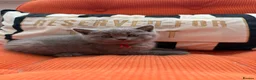 British Shorthair cats for sale: Beautiful Blue & Lilac British Shorthair Kittens - Advert 9