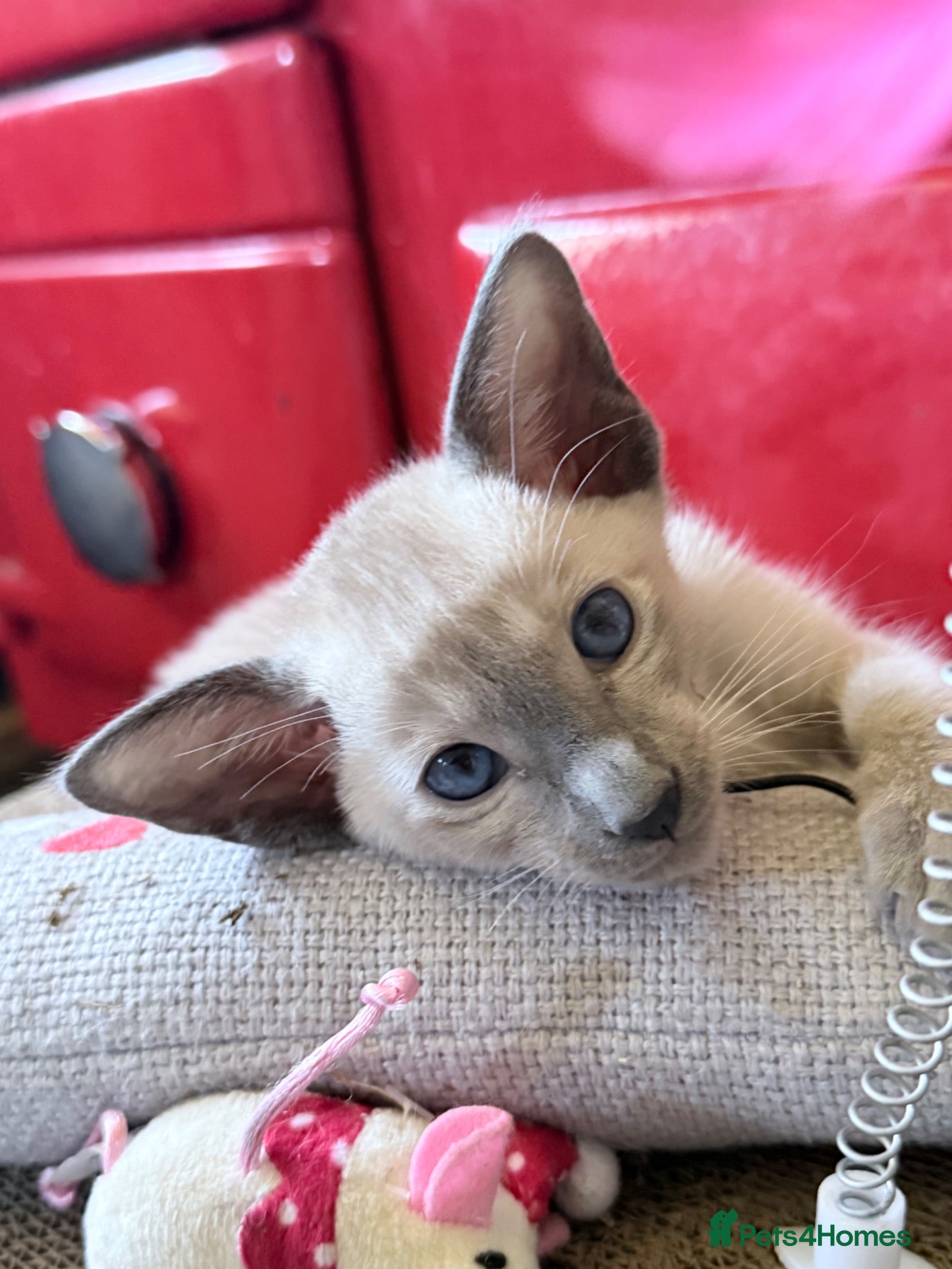 Siamese cats New Litter of kittens - Advert 8