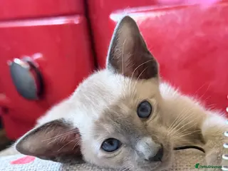 Siamese cats New Litter of kittens - Advert 1