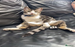 Domestic Shorthair cats for sale: Adult male outdoor cat  - Image 1