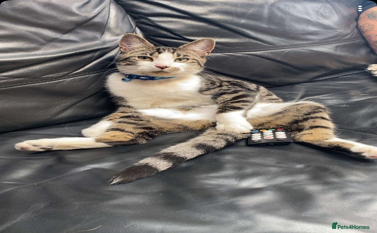Domestic Shorthair cats - Advert 2