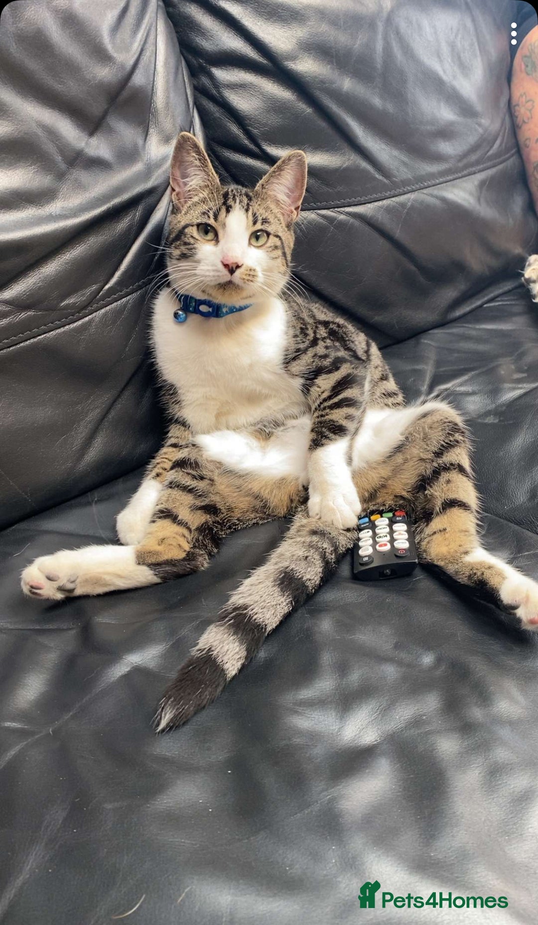 Domestic Shorthair cats for sale: Adult male outdoor cat  - Image 1