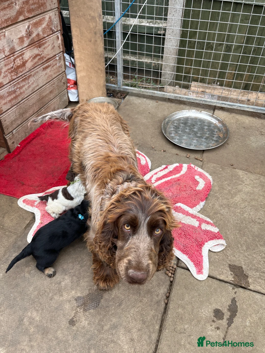 Cockapoo dogs for sale: Coookapoo puppies  - Advert 18