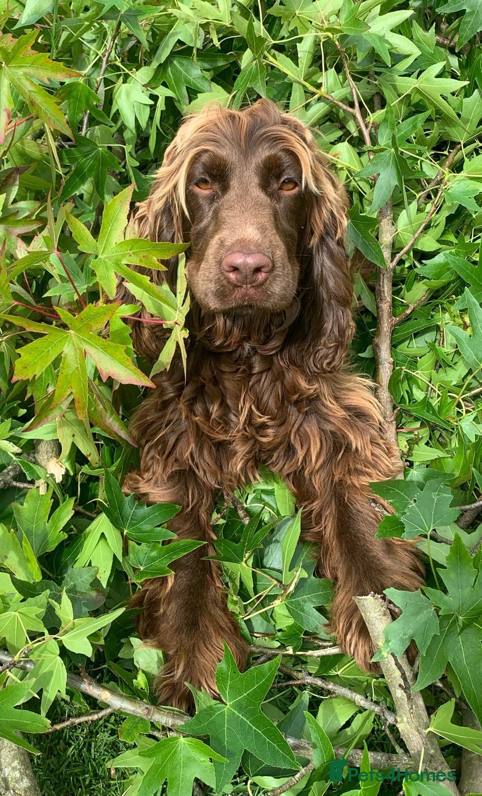 Cocker Spaniel dogs 🐶Health tested show cockers 🐕‍🦺🐾🐾🐾 - Advert 1