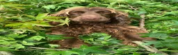 Cocker Spaniel dogs for sale: 🐶Health tested show cockers 🐕‍🦺🐾🐾🐾 - Advert 1