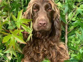 Cocker Spaniel dogs 🐶Health tested show cockers 🐕🦺🐾🐾🐾 - Advert 1