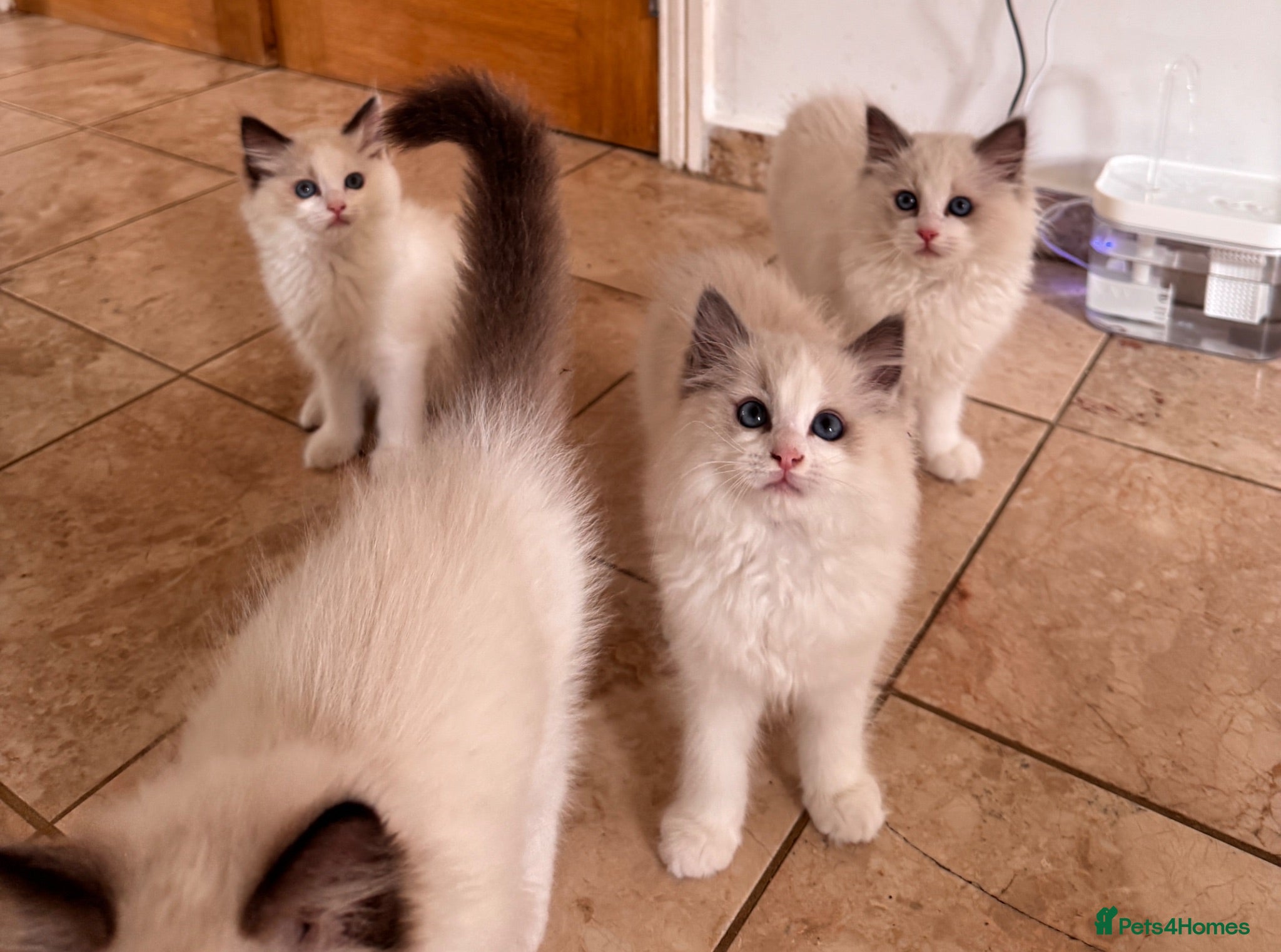 Ragdoll cats Bicolour ragdoll kittens and mum for sale - Advert 5