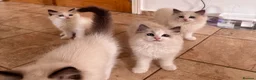 Ragdoll cats for sale: Bicolour ragdoll kittens and mum for sale - Advert 1