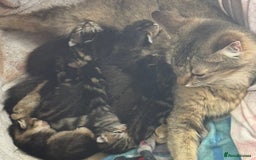 Persian cats for sale: ADORABLE FLUFFY LOVABLE PERSIAN KITTENS - Image 1