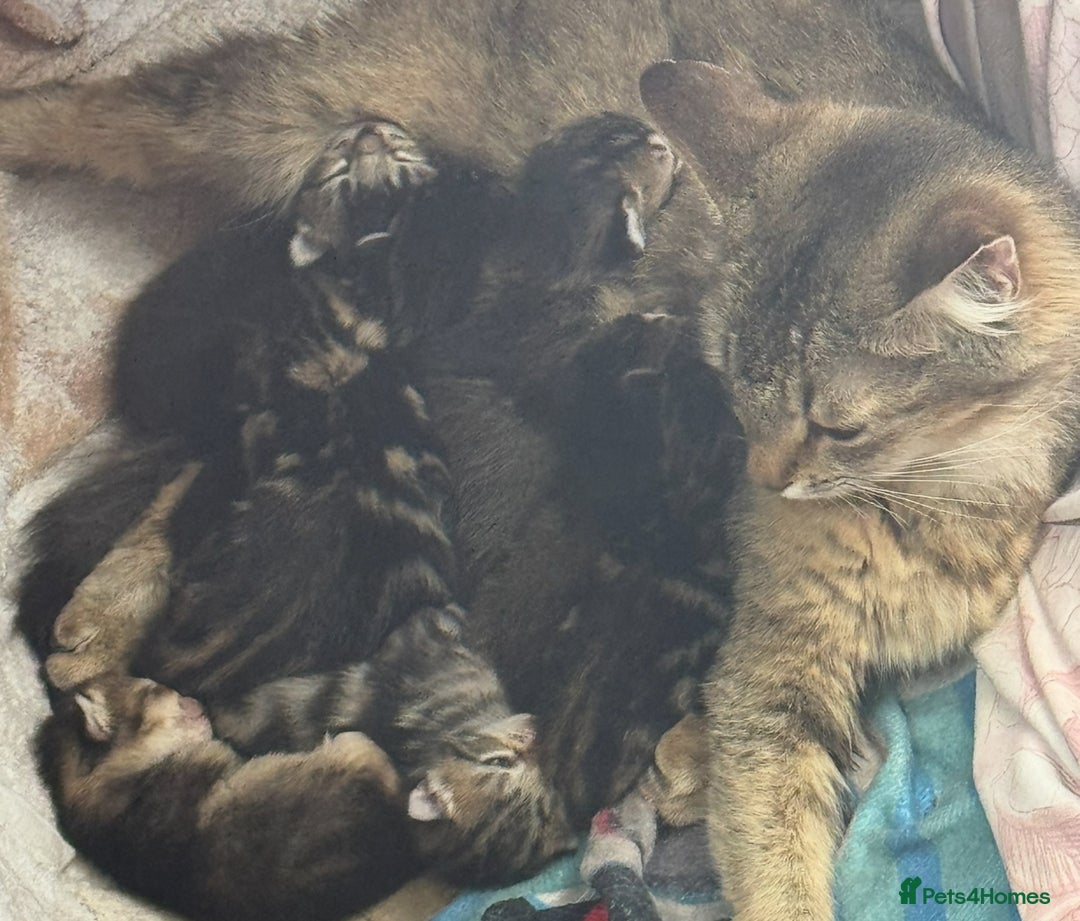 Persian cats for sale: ADORABLE FLUFFY LOVABLE PERSIAN KITTENS - Image 1