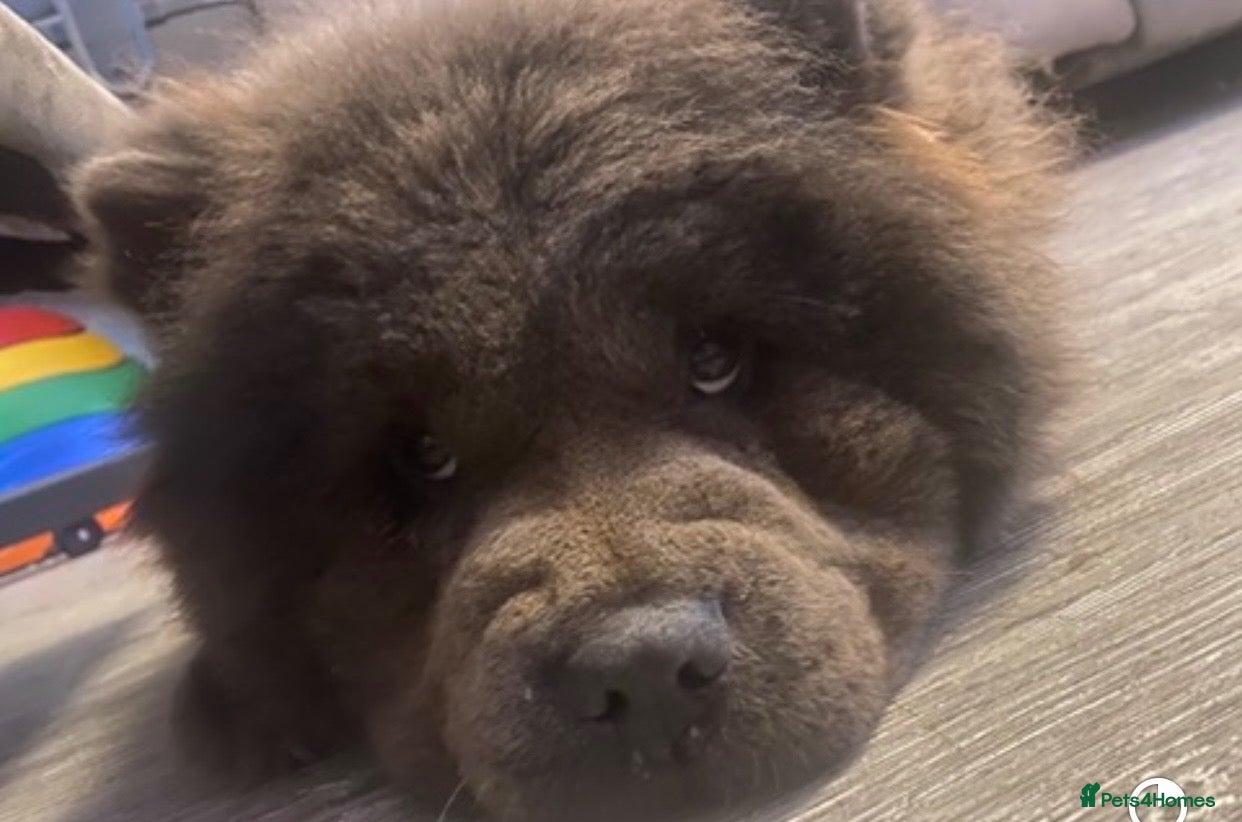 Chow Chow dogs for sale: Aria chow chow  - Advert 20