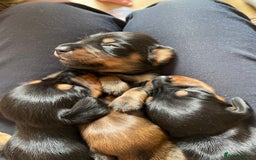 Miniature Dachshund dogs for sale: Miniature Dachshunds  - Image 6