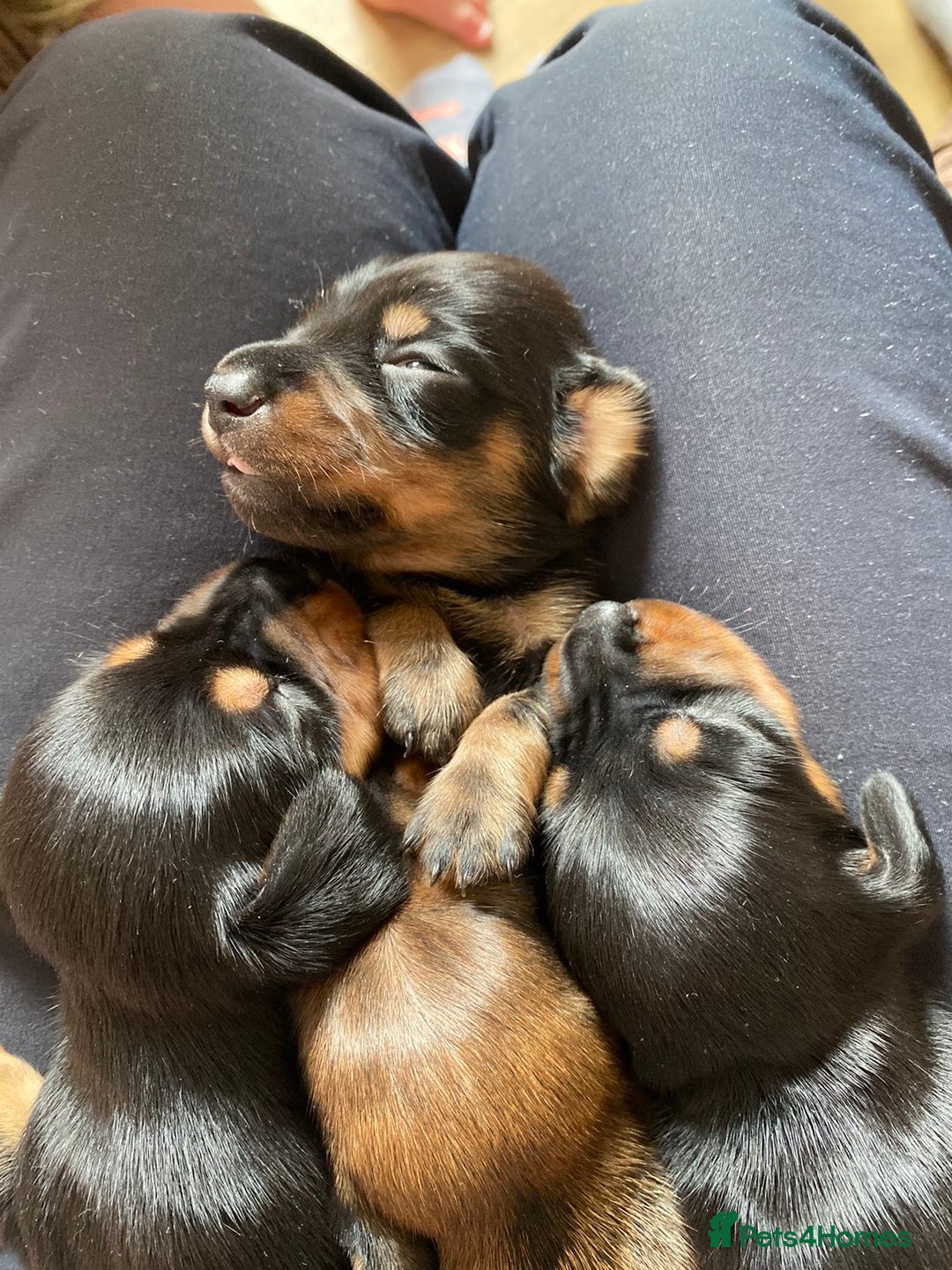 Miniature Dachshund dogs for sale: Miniature Dachshunds  - Image 6