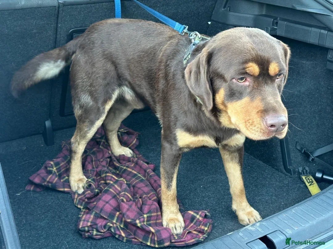 Labrador Retriever dogs for stud: Stunning pure Labrador for stud  in Manchester - Advert 3