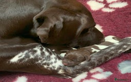 German Shorthaired Pointer dogs for sale: Litter due 21/08/2025 - Image 3