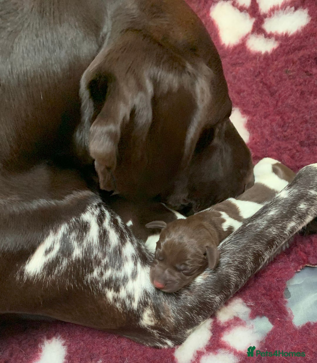 German Shorthaired Pointer dogs for sale: Litter due 21/08/2025 - Image 3