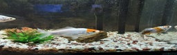 Goldfish fish for sale: Cold water fish for sale - Advert 4