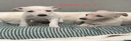 Whippet dogs for sale: Top Quality KC Reg Cream/white Whippet Puppies - Advert 4