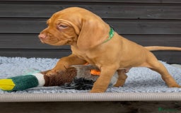 Hungarian Vizsla dogs for sale: Gorgeous KC reg Hungarian Vizsla puppies - Image 1