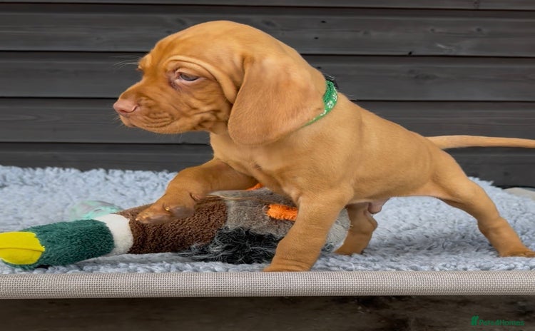 Hungarian Vizsla dogs - Advert 8
