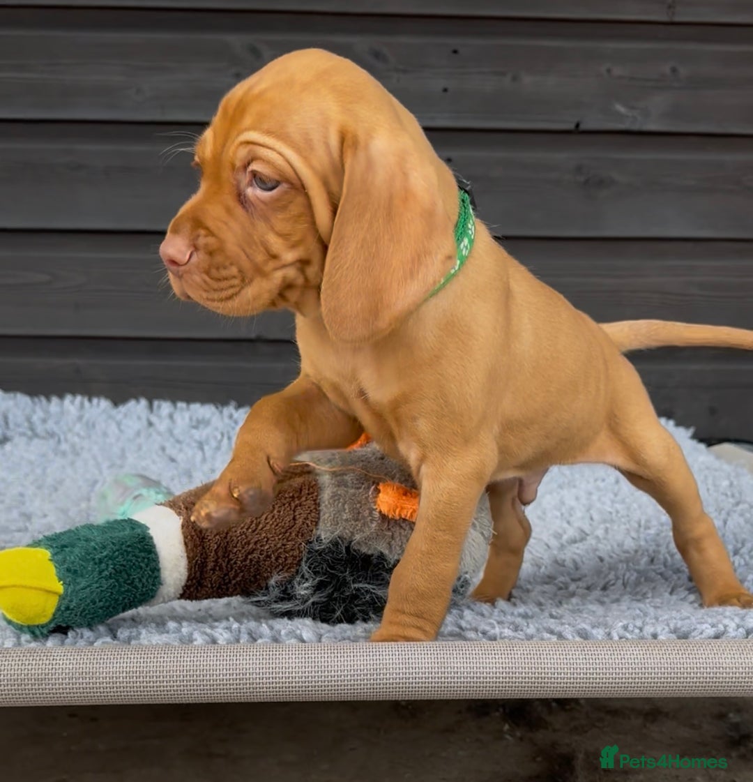 Hungarian Vizsla dogs for sale: Gorgeous KC reg Hungarian Vizsla puppies - Image 1