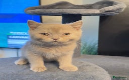 British Shorthair cats for sale: 2 beautiful british shorthair kittens.  - Image 3