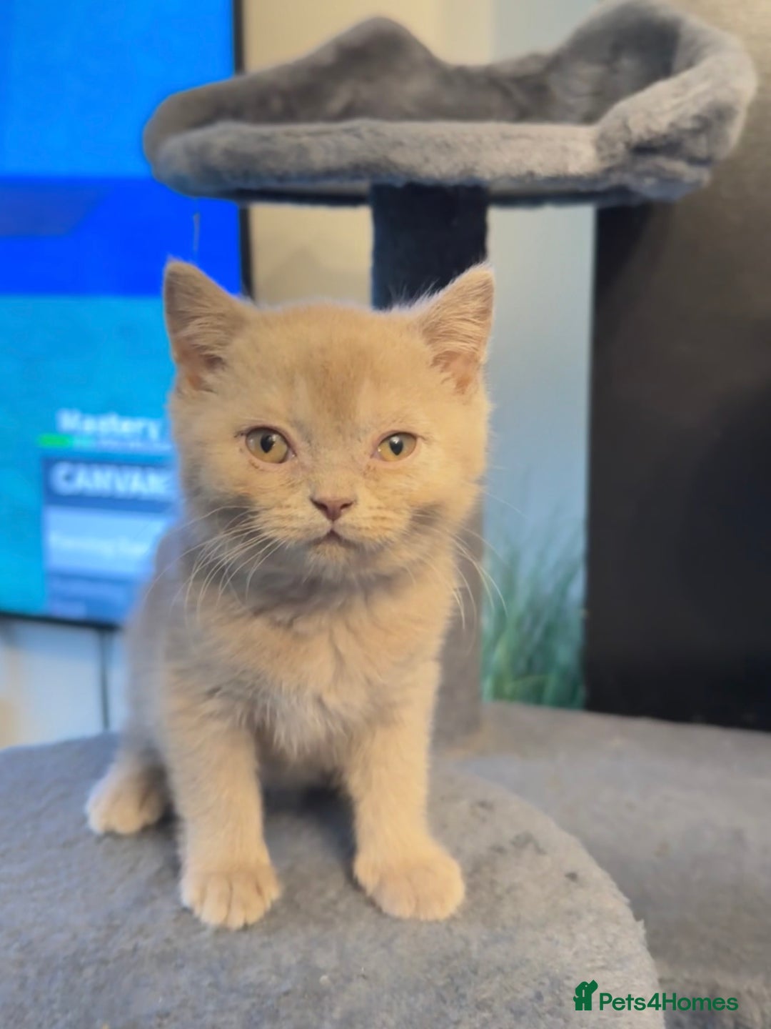 British Shorthair cats for sale: 2 beautiful british shorthair kittens.  - Image 3